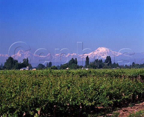 Malbec vineyard of Bodegas Nieto Senetiner    part of the Perez Companc Family Group  with   the Andes in the background  Lujn de Cuyo Mendoza province Argentina