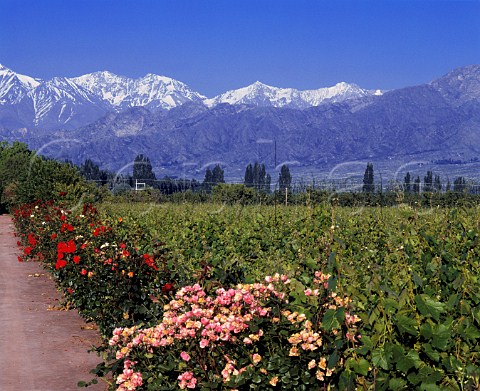 Vineyard of Domaine Vistalba with the Andes beyond    the wine from here is sold as Fabre Montmayou  Lujn de Cuyo Mendoza province Argentina