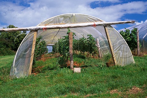 Merlot and Cabernet Sauvignon vines growing in plastic tunnels Brecon Court Vineyard   Llansoy Gwent Wales