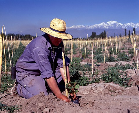 Planting ungrafted Malbec vines at an altitude of around 1000 metres on Finca Los Nobles Las Comportas of Bodegas y Viedos Leoncio Arizu  the wine is sold under the name Luigi Bosca Lujn de Cuyo Mendoza province Argentina