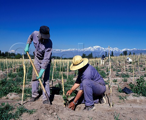 Planting ungrafted Malbec vines at an altitude of around 1000 metres on Finca Los Nobles Las Comportas of Bodegas y Viedos Leoncio Arizu  the wine is sold under the name Luigi Bosca Lujn de Cuyo Mendoza province Argentina