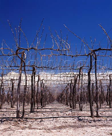 Vineyard in midsummer completely stripped of its   foliage by a hail storm   Mendoza province   Argentina