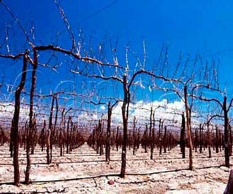 Vineyard in midsummer completely stripped of its   foliage by a hail storm   Mendoza province   Argentina