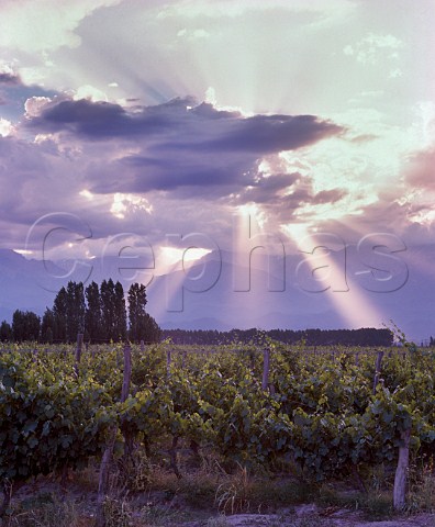 Shafts of sunlight through the clouds above    vineyards in the Tupungato Valley   Mendoza province Argentina