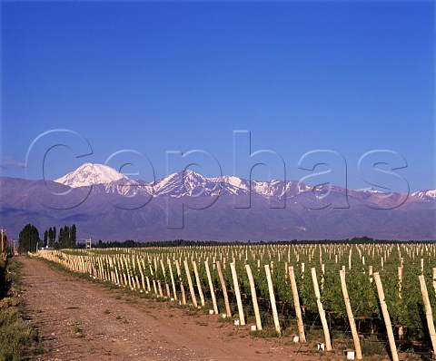 Merlot vineyards of Nicolas Catena at an altitude of   around 1450 metres in the Tupungato Valley   Mendoza province Argentina