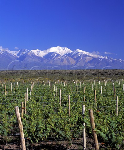 Merlot vineyards of Nicolas Catena at an altitude of   around 1450 metres in the Tupungato Valley   Mendoza province Argentina