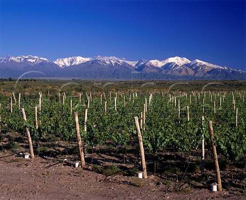 Merlot vineyards of Nicolas Catena at an altitude of   around 1450 metres in the Tupungato Valley   Mendoza province Argentina
