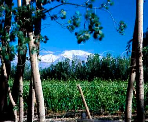 Vineyard of Domaine Chandon in the   Tupungato Valley Mendoza province   Argentina
