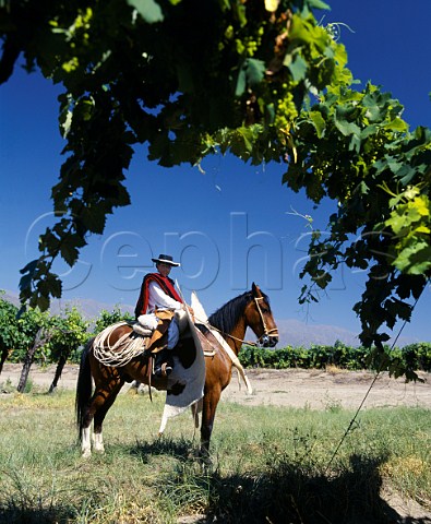 Gaucho in full dress in vineyard of Bodegas Etchart   Cafayate Salta province Argentina