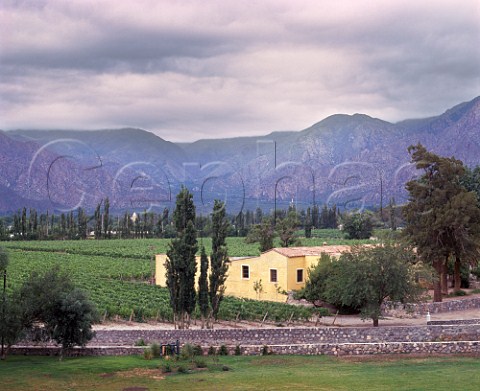 Vineyard at Bodega La Rosa of Michel Torino Cafayate Salta province Argentina