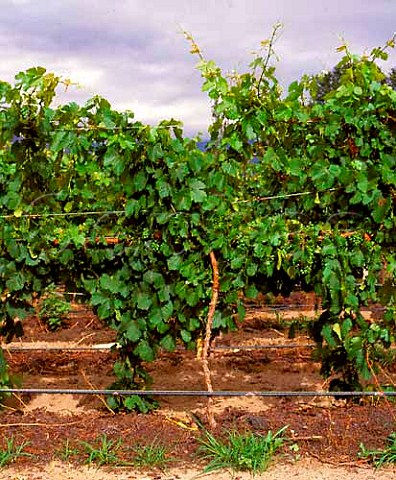 Using grape pomace to control weeds in a   Smart Dysontrained vineyard at Bodega La Rosa of   Michel Torino Cafayate Salta province Argentina