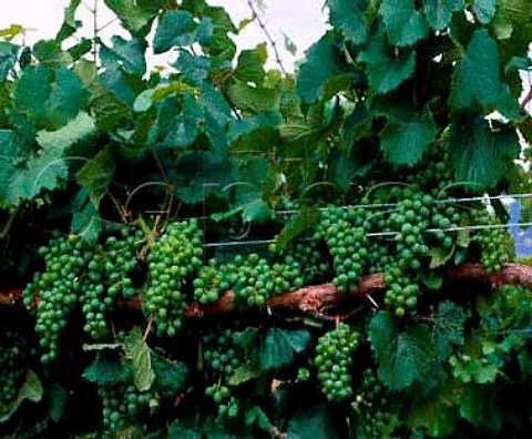 Smart Dyson vine training in vineyard at   Bodega La Rosa of Michel Torino Cafayate   Salta province Argentina