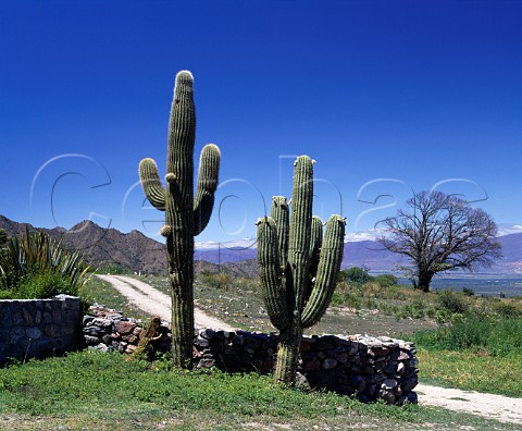 Cactii at Bodega San Pedro de Yacochuya  owned by Arnoldo   Etchart in partnership with Michel Rolland  at an   altitude of around 2000 metres at Yacochuya   near Cafayate Salta province Argentina