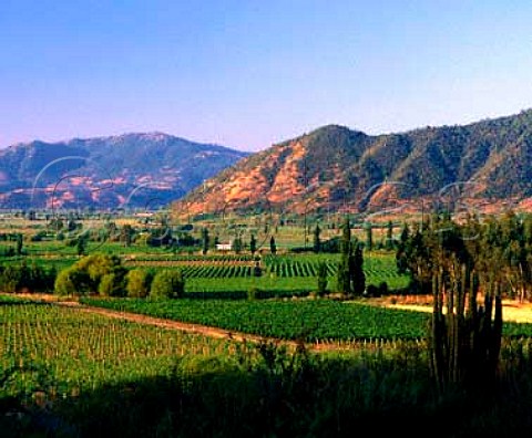 La Primavera vineyard of Via Valdivieso  Sagrada Familia Chile  Lontue Valley