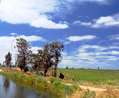 Las Chilcas vineyard and irrigation pond of   Via Valdivieso Santa Victoria Chile  Maule Valley