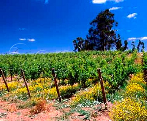 Las Chilcas vineyard of Via Valdivieso   Santa Victoria Chile   Maule Valley