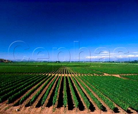 Vineyards of  Via San Pedro Molina Chile Lontue   Valley