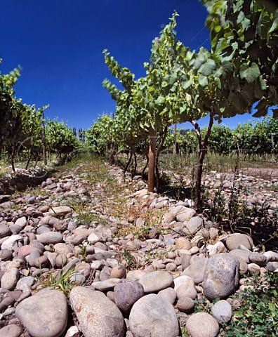 Stoney vineyard of Vitivinicola Cremaschi Barriga  the wine is branded as Cremaschi Furlotti  San Javier near Talca Chile  Maule Valley