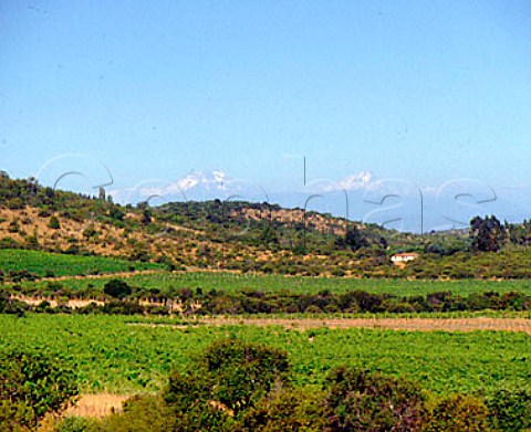 Vineyards in the Coastal Ranges Maule Chile  Maule Valley