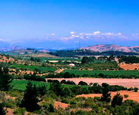 Vineyards in the Coastal Ranges Maule Chile  Maule Valley