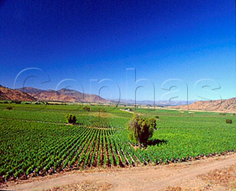 La Arboledas vineyard of Caliterra in the   Colchagua Valley Chile