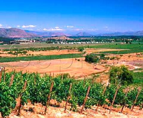 Hillside vineyard of Lapostolle Clos Apalta   and Cuve Alexandre blends Apalta Chile   Colchagua Valley
