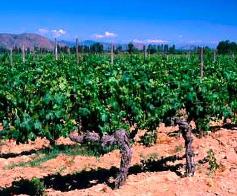 Nonirrigated vineyard of Lapostolle   Clos Apalta and Cuve Alexandre blends   Apalta Chile   Colchagua Valley