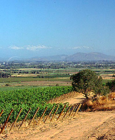 New hillside vineyard of Via MontGras   Ninqun Chile  Colchagua Valley