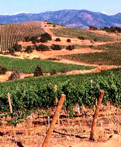 New hillside vineyard of Via MontGras   Ninqun Chile  Colchagua Valley