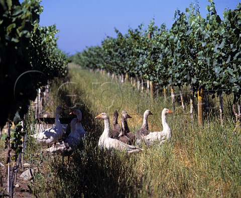 Geese are allowed to graze the grass covercrop in   an experimental organic vineyard of Cono Sur   owned by Concha y Toro Chimbarongo Chile     Colchagua Valley