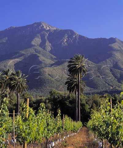 La Palmera vineyard of Via la Rosa is named   after the ancient palm forest next to which it is   planted in the Cachapoal Valley Chile   Rapel Valley