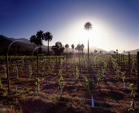 Sunset over La Palmera vineyard of Via la Rosa   named after the ancient palm forest next to which it is planted in the Cachapoal Valley Chile   Rapel Valley