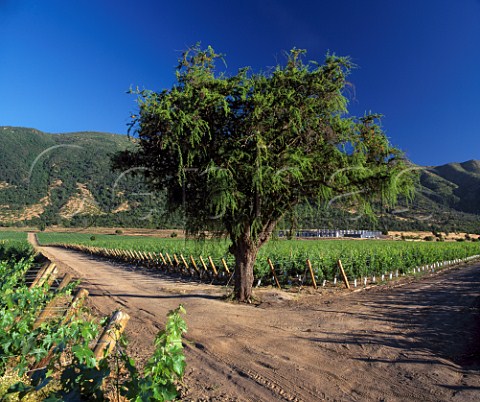 Via Caliterra and La Arboledas vineyard in the   Colchagua Valley Chile    Rapel Valley