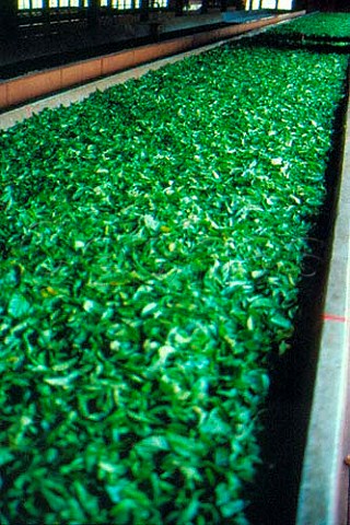 1400 kgs of tea leaves being dried in Labookellie Factory Sri Lanka
