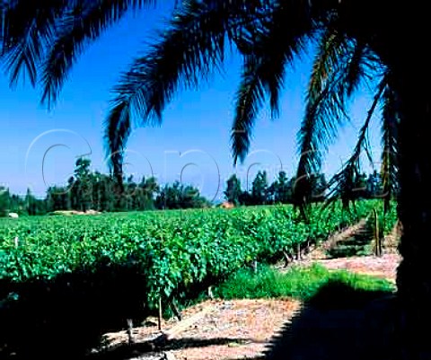 Vineyard of Clos Quebrada de Macul Chile Maipo Valley