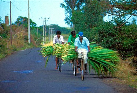 Transporting sugar cane by bicycle Mauritius Mascarene Islands