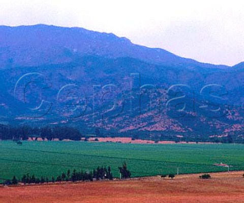 La Escultura vineyard of Errazuriz Planted mainly with Sauvignon Blanc and Chardonnay Casablanca Valley Chile   