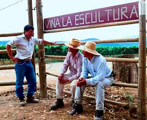 Workers in La Escultura vineyard of Errazuriz Planted mainly with Sauvignon Blanc and Chardonnay  Casablanca Valley Chile   