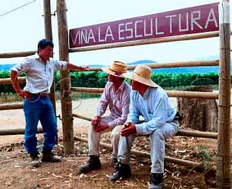 Workers in La Escultura vineyard of Errazuriz Planted mainly with Sauvignon Blanc and Chardonnay  Casablanca Valley Chile   