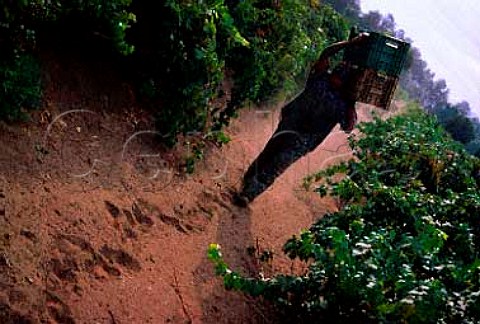 Harvest time in vineyard of Bodegas de   Santo Toms in the Santo Toms Valley   south of Ensenada Baja California   Mexico