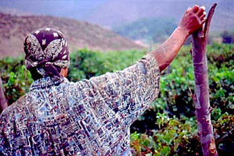 Harvest time in vineyard of Bodegas de   Santo Toms in the Santo Toms Valley   south of Ensenada Baja California   Mexico