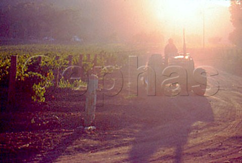 Harvest time in vineyard of Bodegas de   Santo Toms in the Santo Toms Valley   south of Ensenada Baja California   Mexico