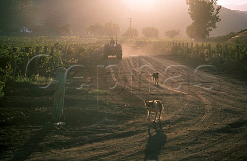 Harvest time in vineyard of Bodegas de   Santo Toms in the Santo Toms Valley   south of Ensenada Baja California   Mexico