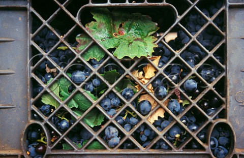 Harvested grapes in vineyard of Bodegas   de Santo Toms Ensenada Baja California Mexico  Santo Toms Valley   