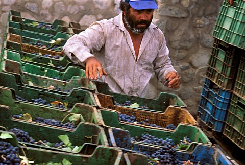 Harvested grapes in vineyard of Bodegas   de Santo Toms in the Santo Toms Valley   south of Ensenada Baja California   Mexico