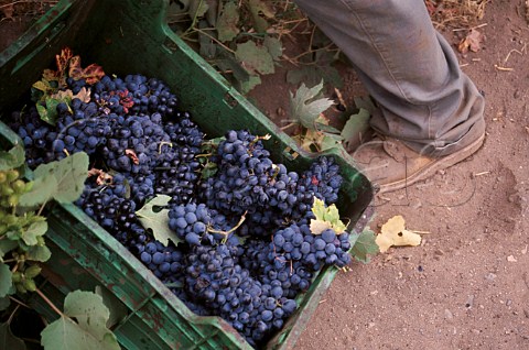 Harvested grapes in vineyard of Bodegas   de Santo Toms in the Santo Toms Valley   south of Ensenada Baja California   Mexico