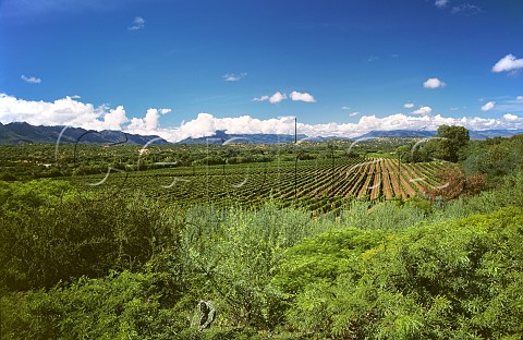 Vineyard of Casa Real in the Valle de la Concepcin Tarija Bolivia