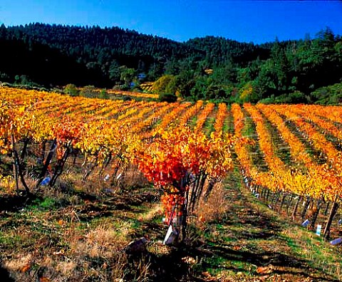 Autumnal vineyards of Chateau Potelle on   Mount Veeder Napa Co California  Mount Veeder AVA