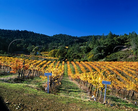 Autumnal vineyards of Chteau Potelle on   Mount Veeder Napa Co California  Mount Veeder AVA