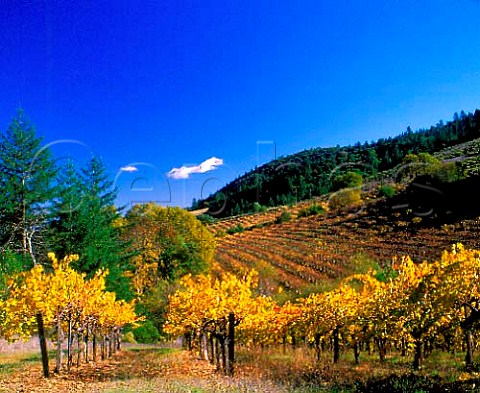 Autumnal vineyards of Chateau Potelle on   Mount Veeder Napa Co California  Mount Veeder AVA